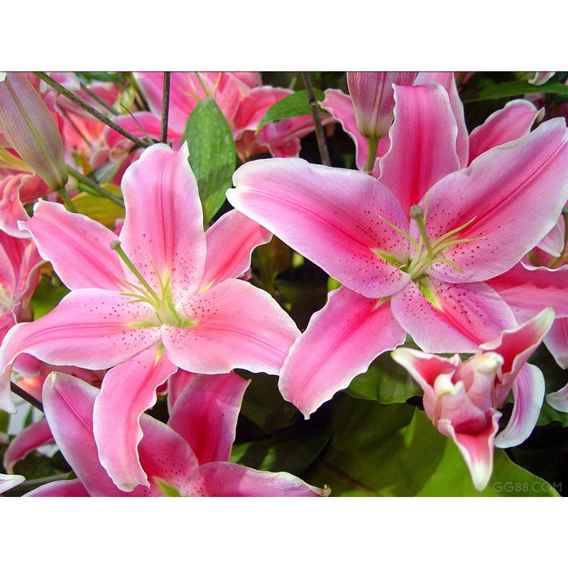 Hạt giống hoa Ly, Hoa Lily nhiều màu dễ trồng
