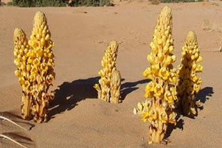 100g Nhục Thung Dung ( Khô )