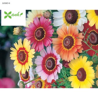 Hạt giống  hoa cúc chi mix 50 hạt