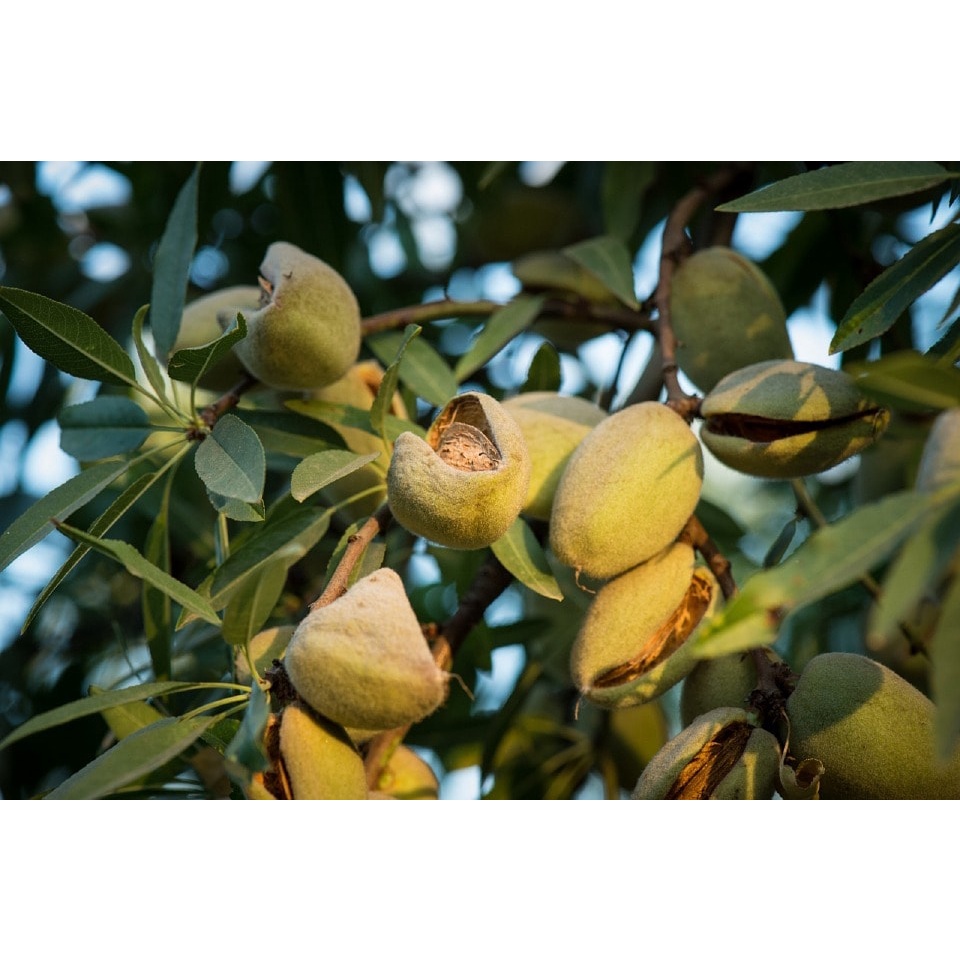 Hạt dẻ cười mỹ chưa tẩy loại 1 organic bao xanh ngon 500g