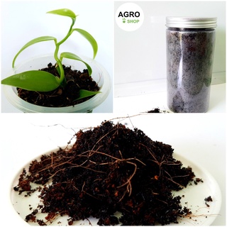 Combo: lan vani + giá thể trồng | cây lan vanilla giống | cây vani | cây vanilla | vani | vanilla