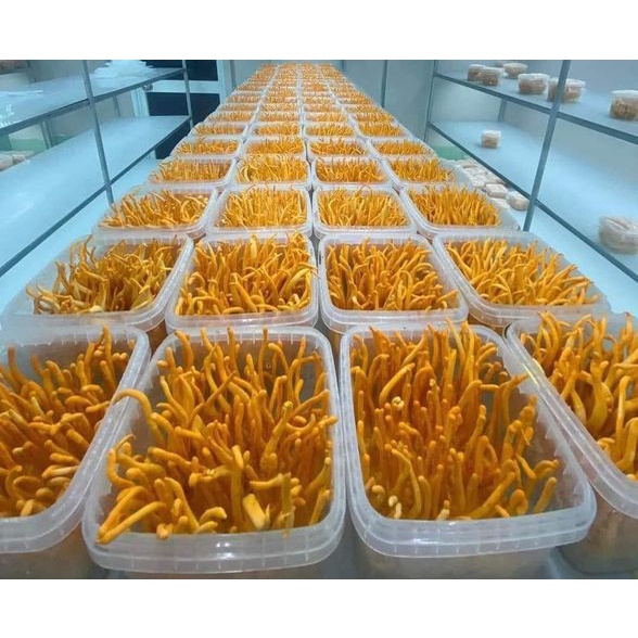 Nấm Đông Trùng Hạ Thảo Cao Cấp Sấy Khô - Bồi Bổ Cơ Thể