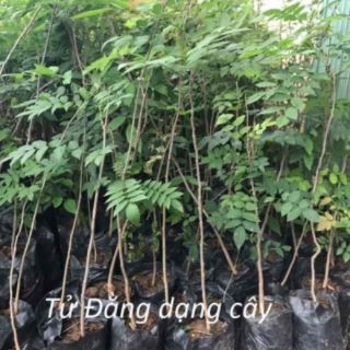 HOA TỬ ĐẰNG