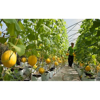 Hạt Giống Dưa lưới Melo 10 Hạt/ Gói