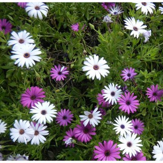 Hạt giống cúc châu phi mix( tặng kèm phân bón và kích mầm)