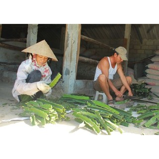Combo 5 Cành Giống Thanh Long Ruột Đỏ (Hom giống thanh long ruột đỏ)