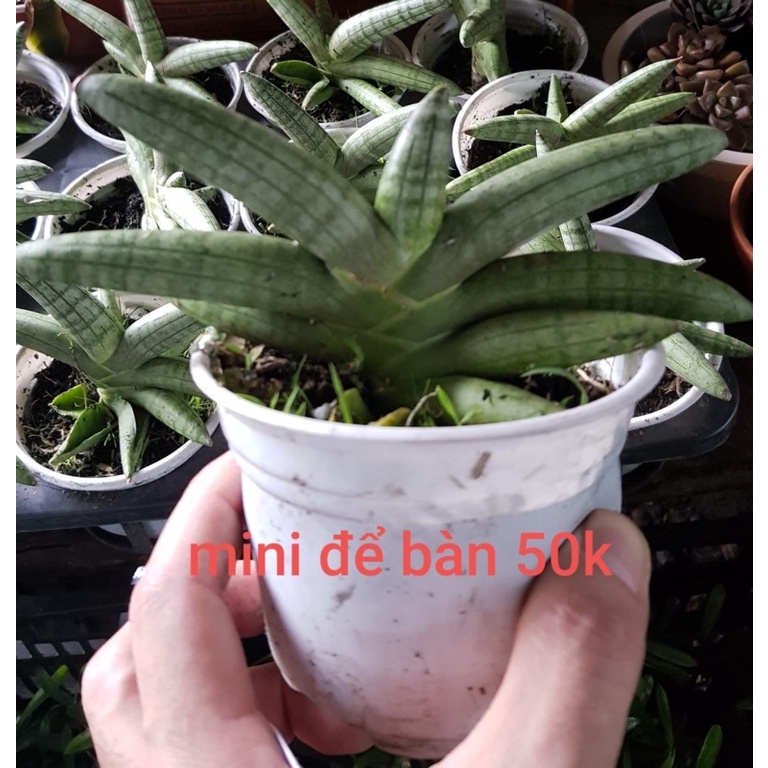 Cây ngà voi tai Phật - cây phong thủy độc đáo