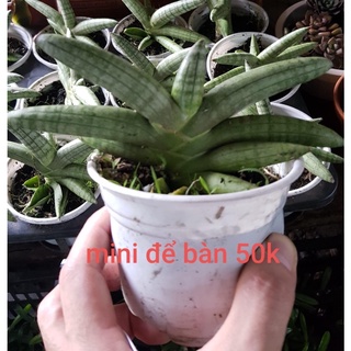 Cây ngà voi tai Phật - cây phong thủy độc đáo