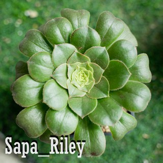 Sen đá Aeonium xanh