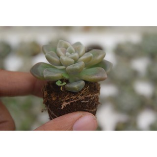 Sen đá kim tuyến mini 2-4cm
