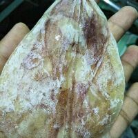Nửa ký Mực khô mini siêu ngọt