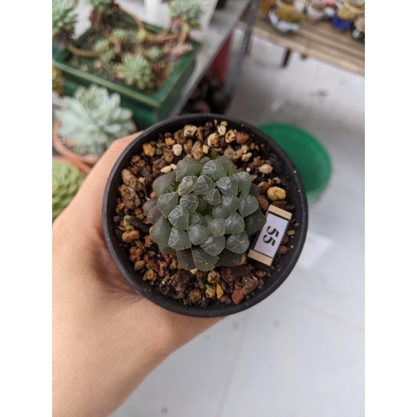 SEN ĐÁ HAWATHIA 5CM - CÂY MỌNG NƯỚC - ƯA RÂM - VƯỜN XƯƠNG RỒNG MINI cây cảnh trang trí phong thủy nhà cửa, freeship