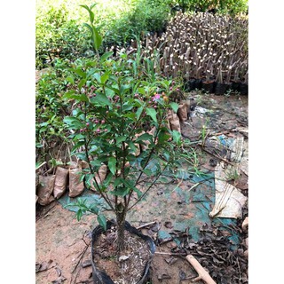 Cây hồng ngọc mai gửi đi nguyên bầu