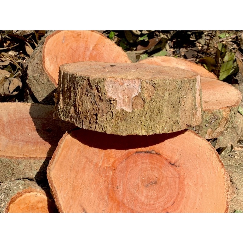 Giá thể - Gỗ nhãn ghép lan rừng 15-22cm