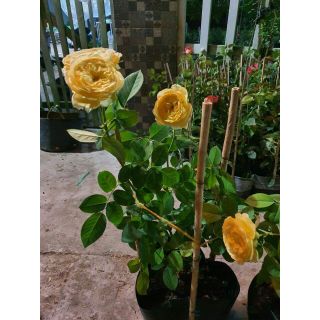 Hoa Hồng trứng Catalina