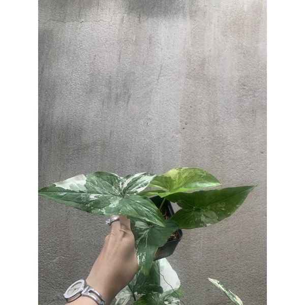 Cây trầu bà syngonium podophyllum albo var trắng 2 gốc - không kèm chậu