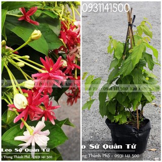 Cây trang leo, cây sử quân tử, cây dây giun