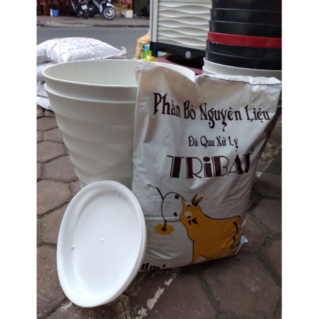 Combo 2 chậu vân to kèm đĩa phi 23+ 1 trùn quế cao cấp 2kg+ 1 phân bò to