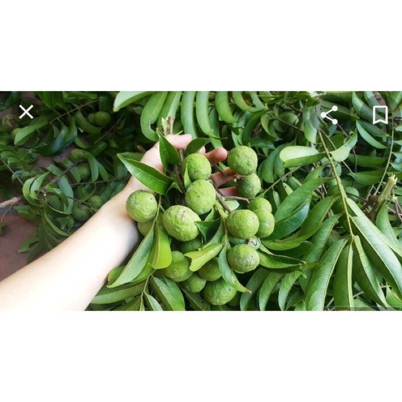 Sấu xanh, Sấu bánh tẻ đã cạo sạch vỏ cấp đông - Ship hoả tốc Hà Nội