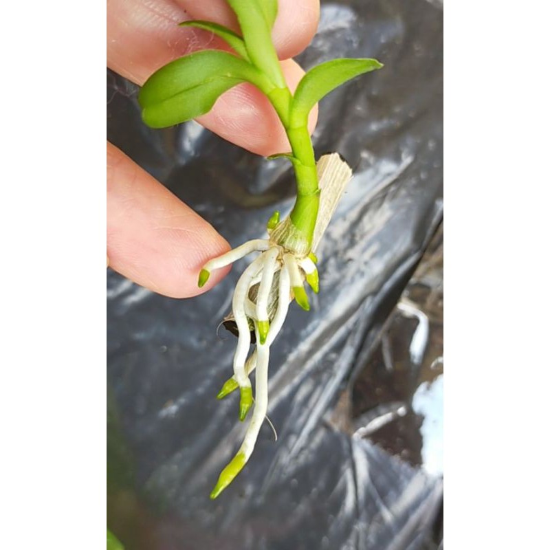 Hoa lan Phi điệp 5 cánh trắng Tam dương