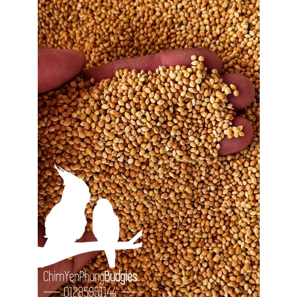 1 bao 25kg Kê bóng vàng  - Thức ăn: Yến Phụng • Sóc • Gà Kiểng • Cu Gáy..
