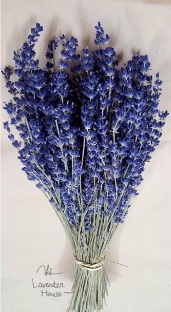 HOA LAVENDER NHẬP PHÁP