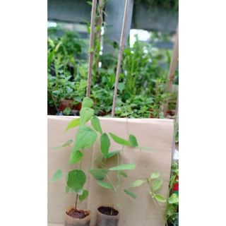 Cây Sâm lông rừng giống( cây già)