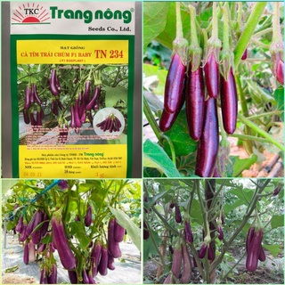 Hạt giống cà tím chùm baby Trang Nông hơn 200 hạt, siêu năng suất