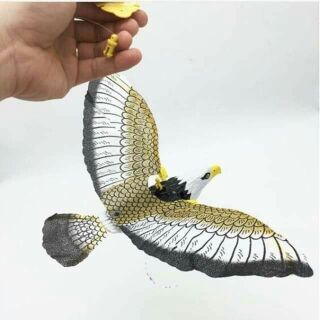Chim đại bàng vỗ cánh có nhạc