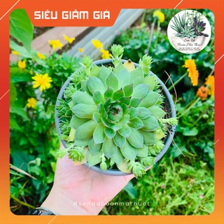 SEN ĐÁ PHẬT BÀ BỤI - SEN ĐÁ BUÔN MA THUỘT
