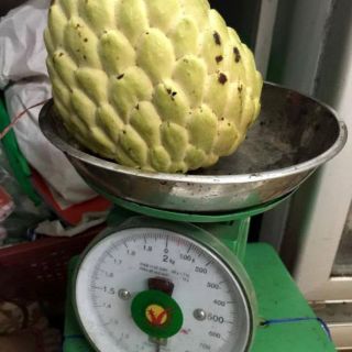 Cây giống na thái lan không hạt ( na hoàng hậu)