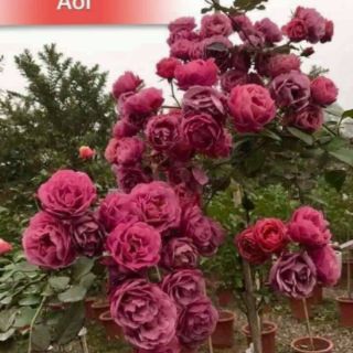 Combo 20 gốc hồng rễ trần