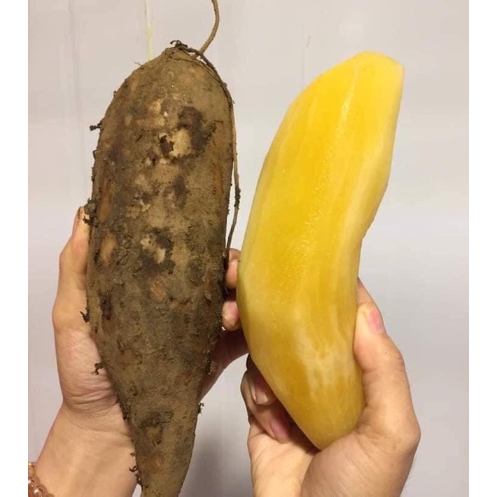 Combo 5 ký KHOAI SÂM ĐẤT