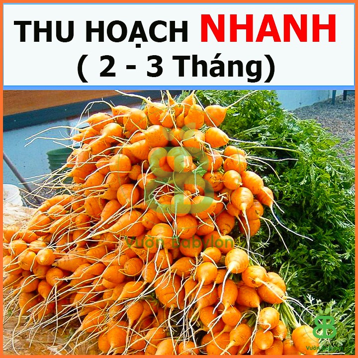 Hạt Giống Cà Rốt Củ Tròn 2Gr Nhiều Dinh Dưỡng