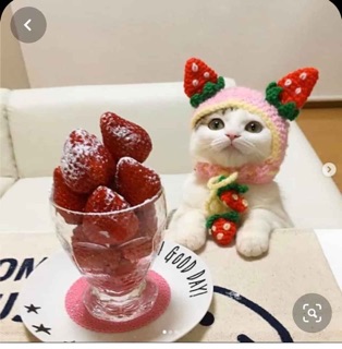 Mũ len Trái dâu tây cho thú cưng ❤️