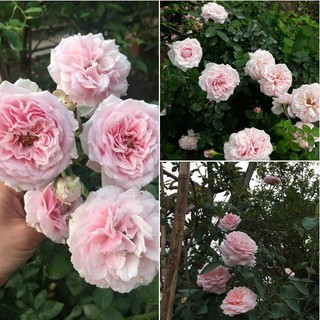 Hạt giống hoa hồng vân khôi 20 hạt (TẶNG gói kích thích hạt nảy mầm)