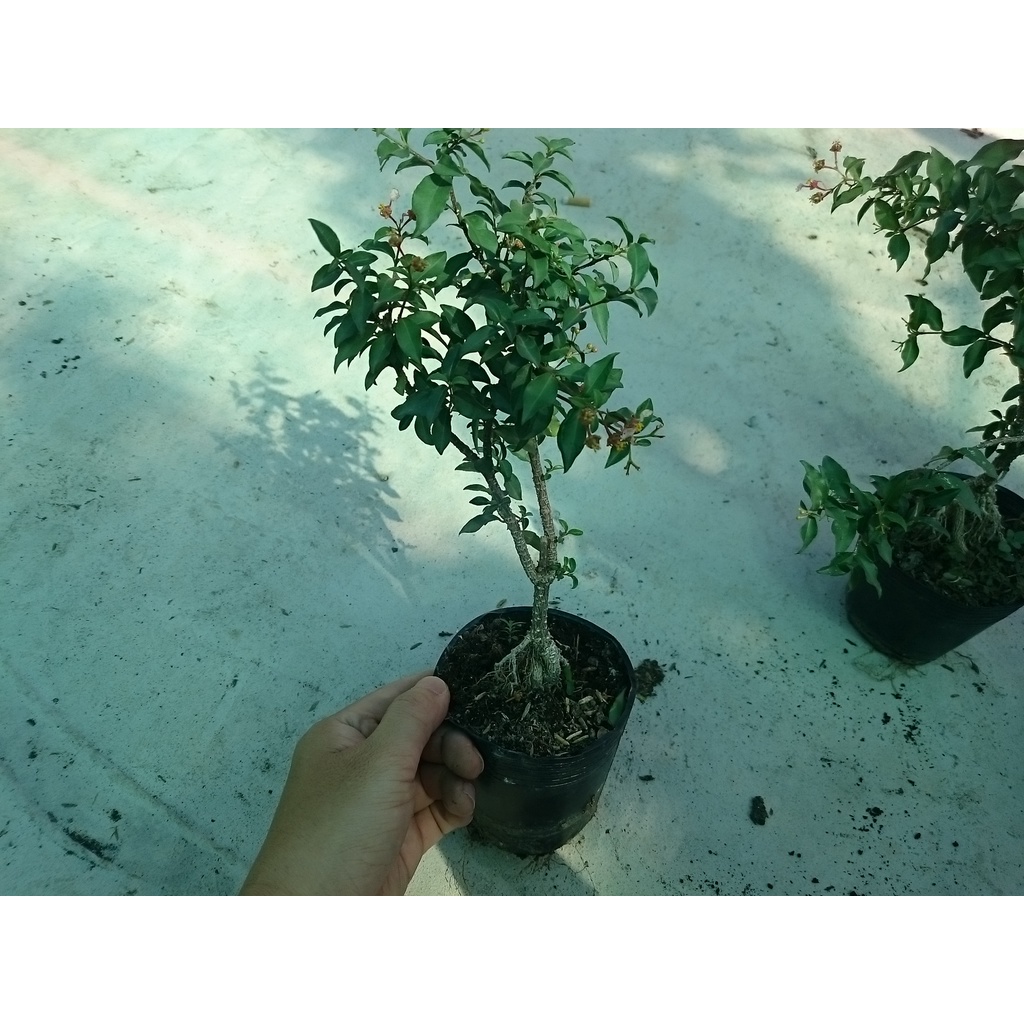 Cây Hồng Ngọc Mai Bonsai - cây cảnh bonsai - caykiengsadec