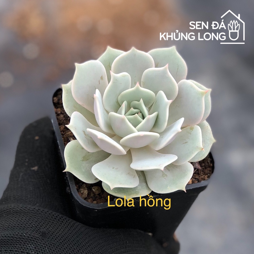 Sen Đá LoLa hồng - Echeveria Lola