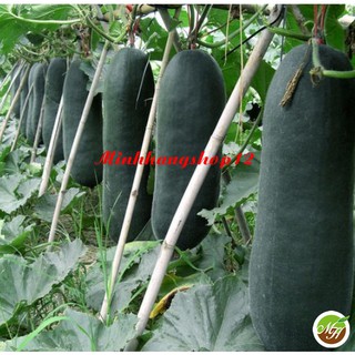 Hạt Giống Bí Xanh Khổng Lồ - Hạt giống chuẩn kèm kích mầm và hướng dẫn