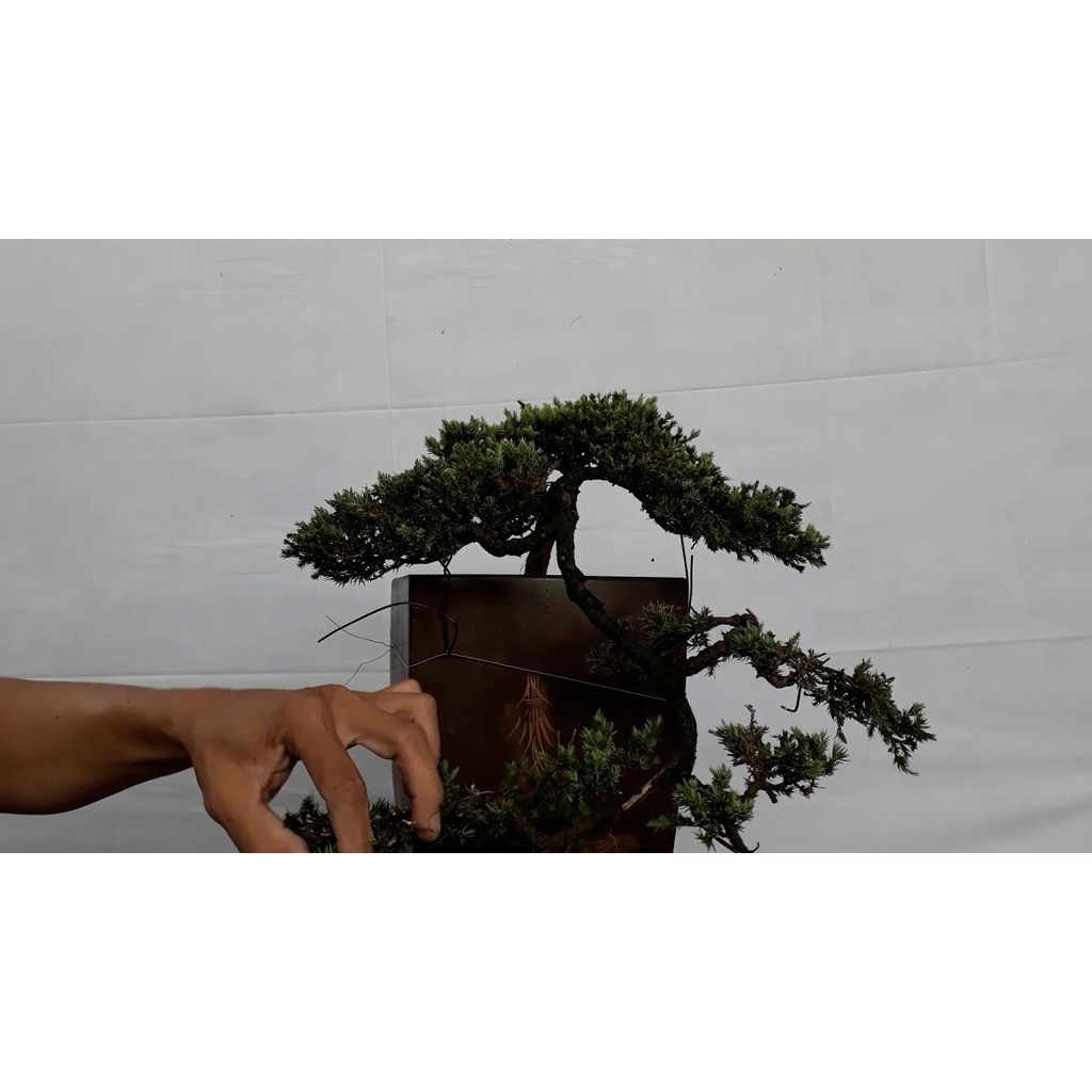 CHẬU CÂY TÙNG XÀ  SIÊU ĐẸP