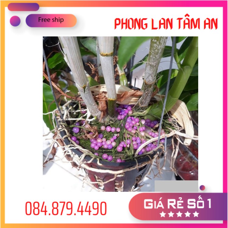 400g Phân Bón Thông Minh Rynan  12-12-20+Te Chuyên Dùng Cho Hoa Phong Lan