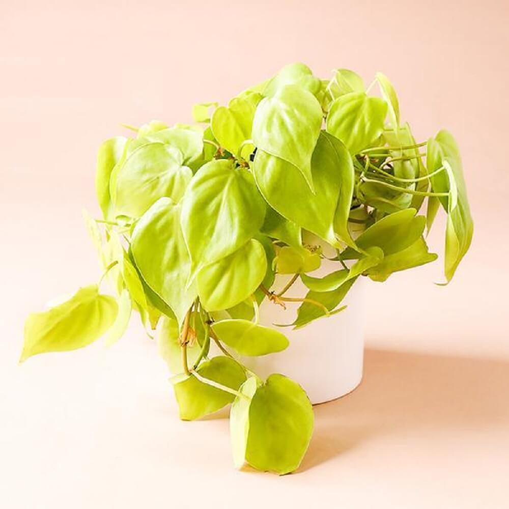 Cây giống Philodendron Neon (Trầu Bà Neon) chậu nhựa