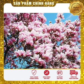 HẠT GIỐNG HOA MỘC LAN LUCKY SEEDS (3 hạt  )