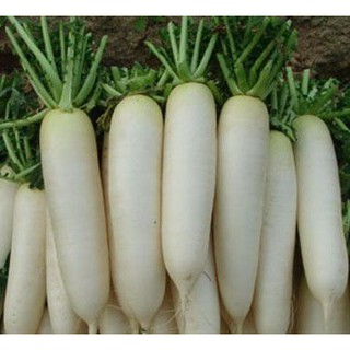 20g HẠT GIỐNG CỦ CẢI TRẮNG