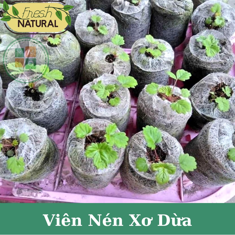 Viên nén xơ dừa (1 viên) - Ươm hạt giống cây trồng, giâm chiết cành siêu tiện lợi