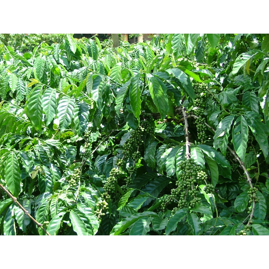 Cây Cà Phê arabica