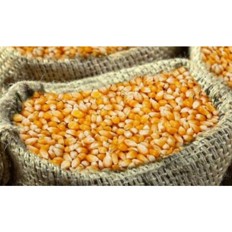 Cambo 10 Ký Ngô  hạt tẻ, dùng làm thức ăn cho gà vịt lợn chim cu chim gáy
