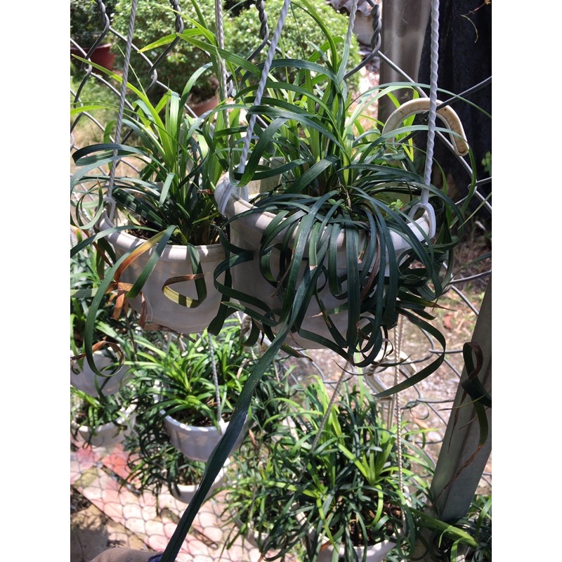 Cây ngải lá xoăn