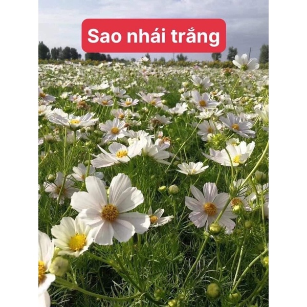 Hạt hoa sao nhái trắng