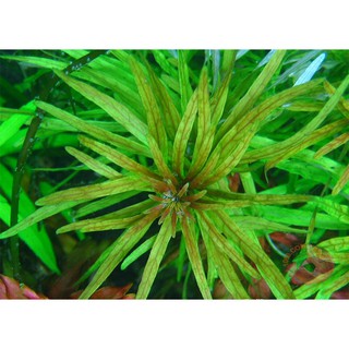 HOÀNG THÁI DƯƠNG 12 NGỌN KHÔNG CẦN CO2